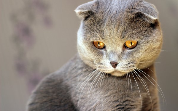 Animal - cat Wallpapers and Backgrounds