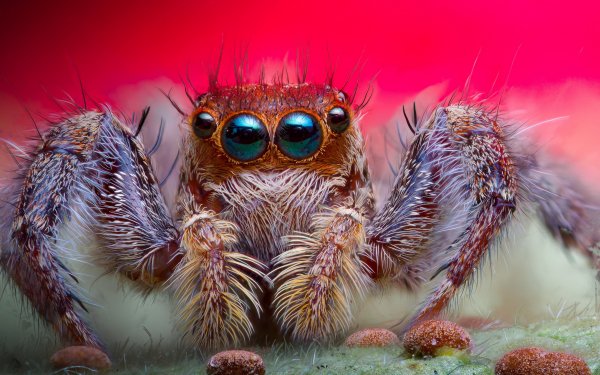 Animal - spider Wallpapers and Backgrounds