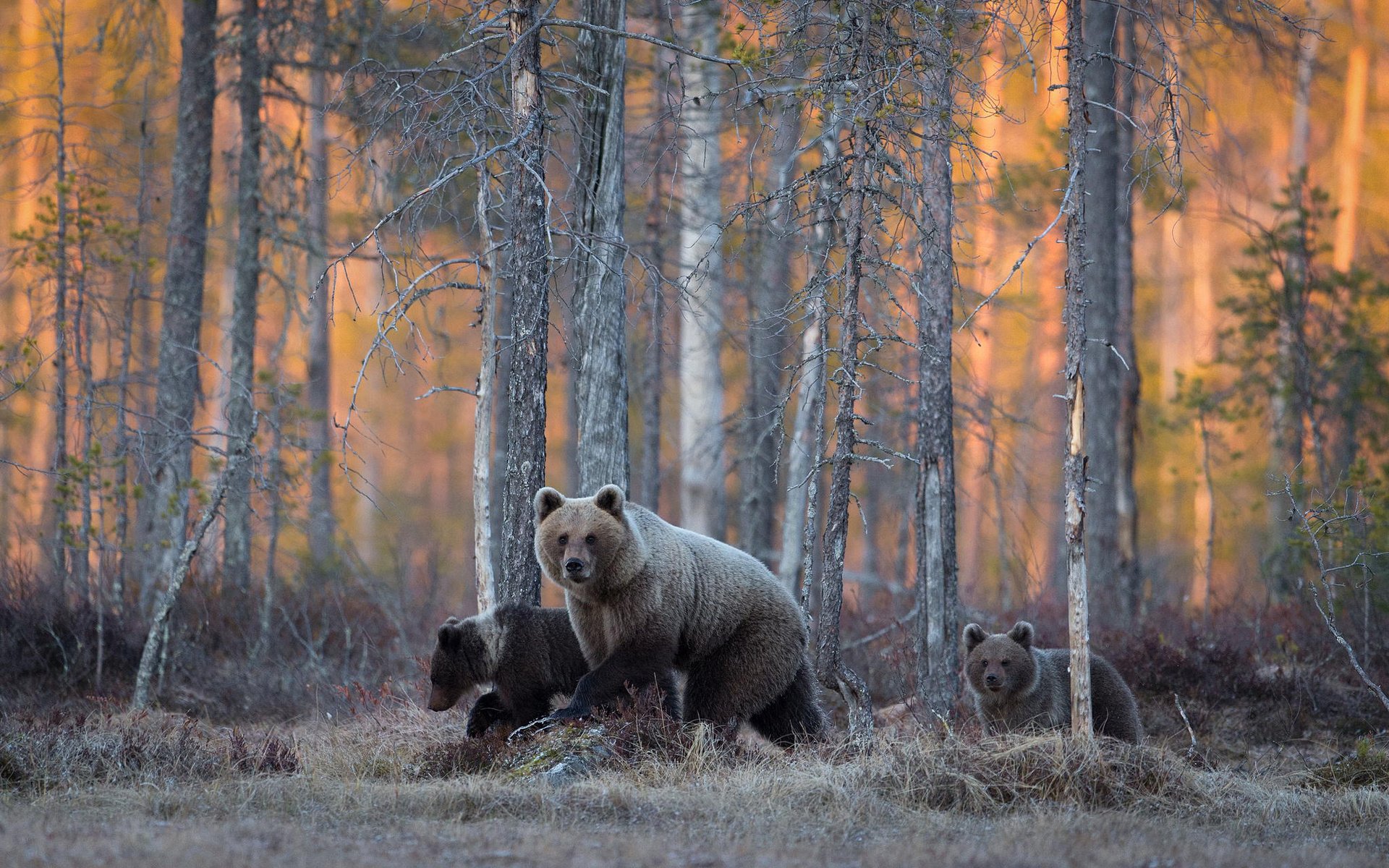 Медвежонок в лесу фото