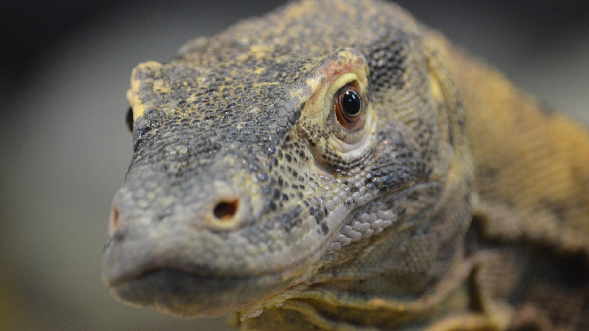 Stunning 4K Ultra HD Wallpaper Of A Komodo Dragon