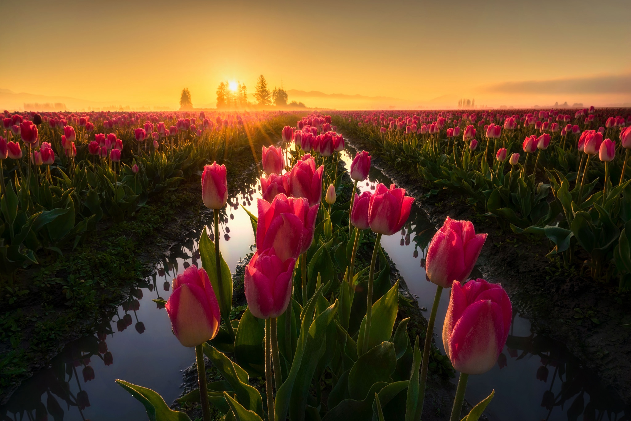 Download Field Sunbeam Sunrise Pink Flower Flower Nature Tulip HD Wallpaper