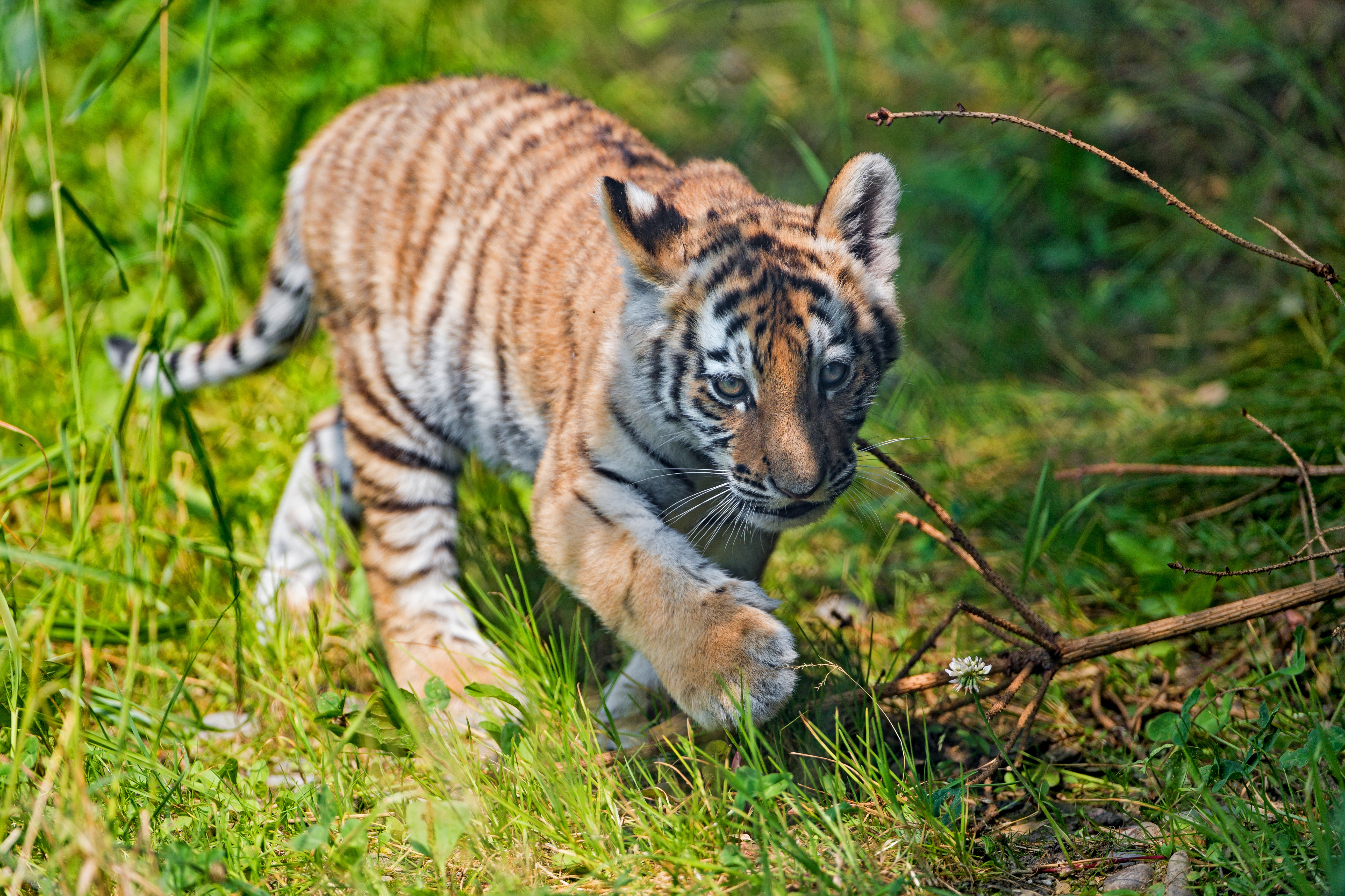 100+] Baby Tiger Wallpapers