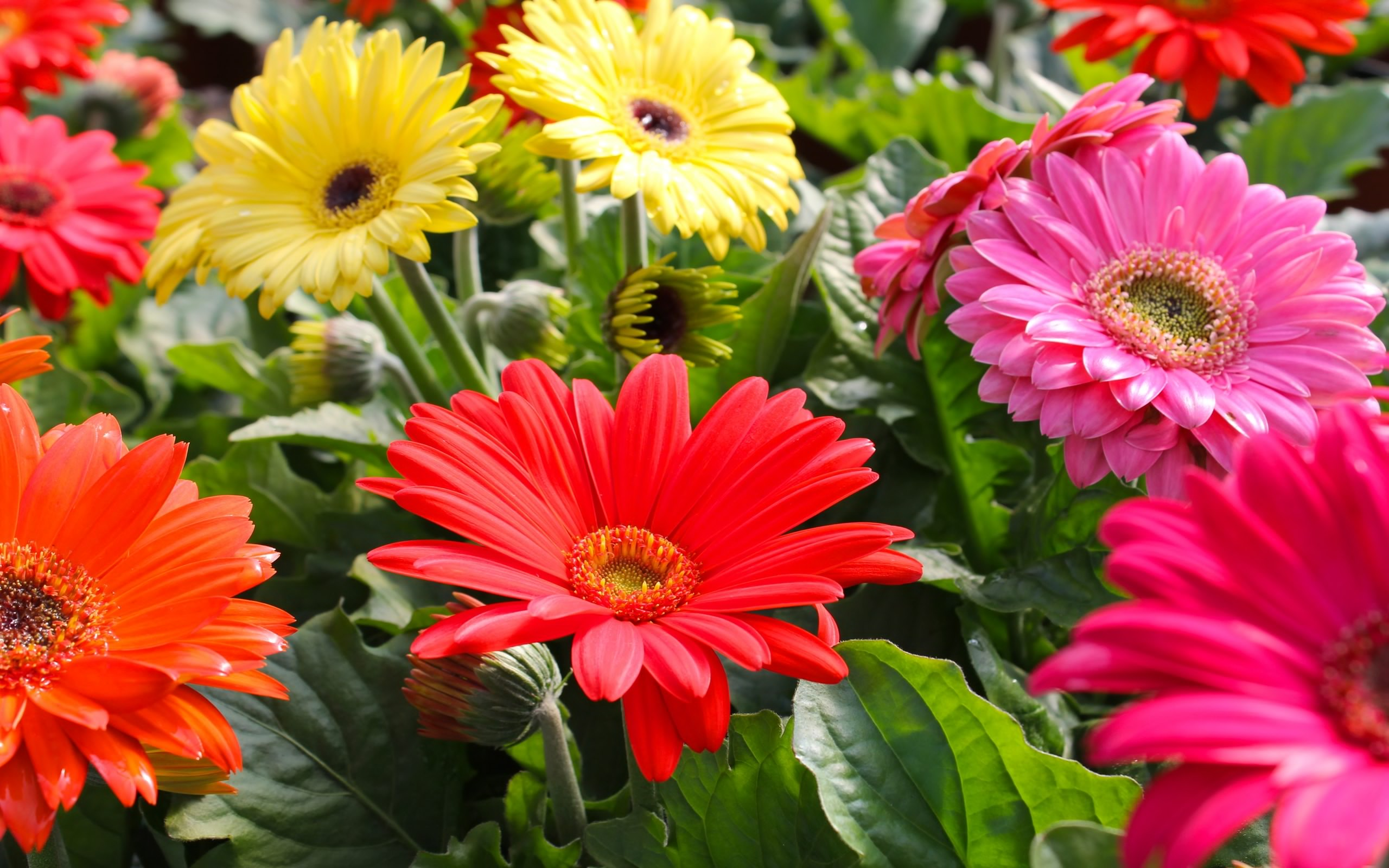 Download Flower Colorful Colors Nature Gerbera HD Wallpaper