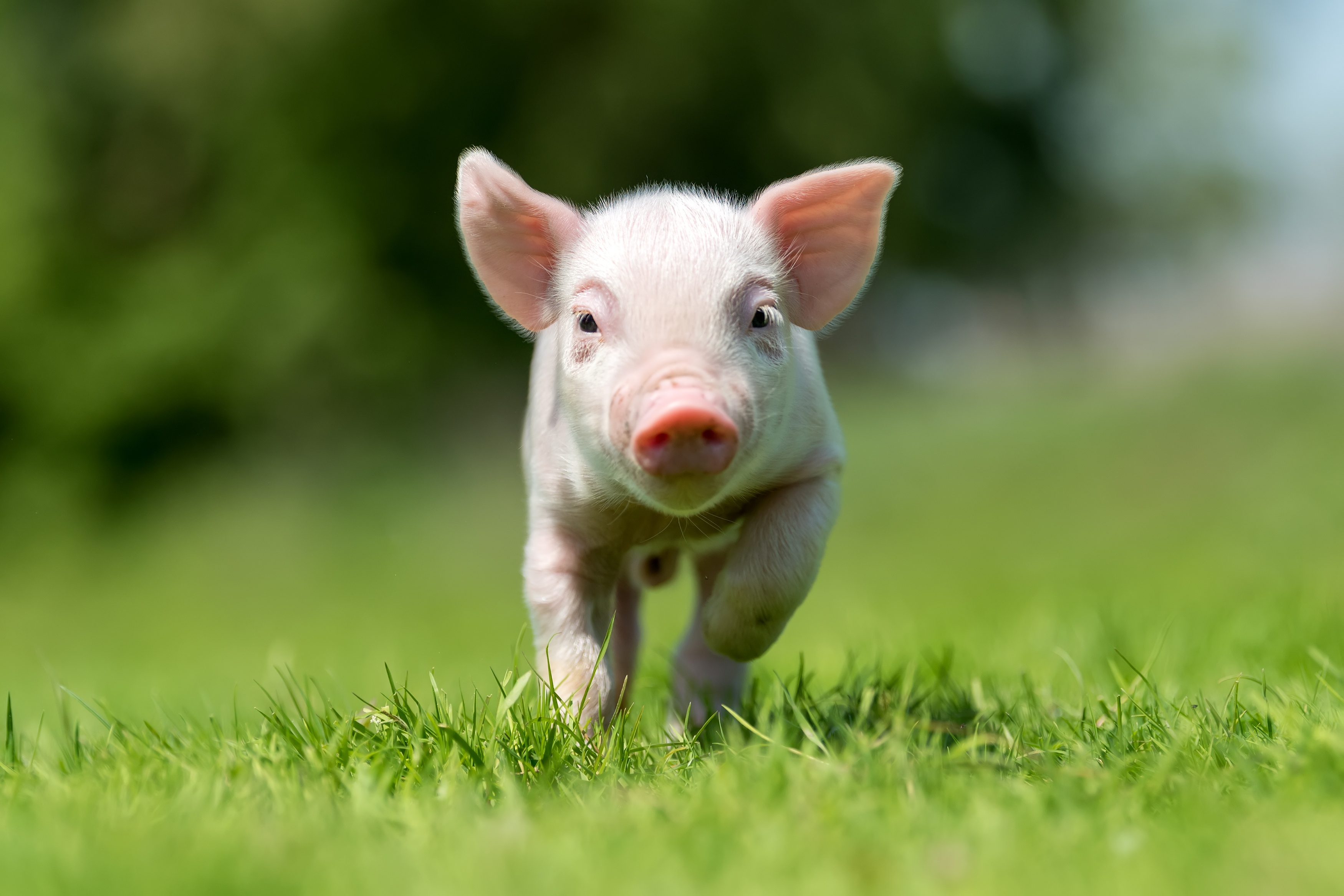 Cute Baby Pigs Wallpaper