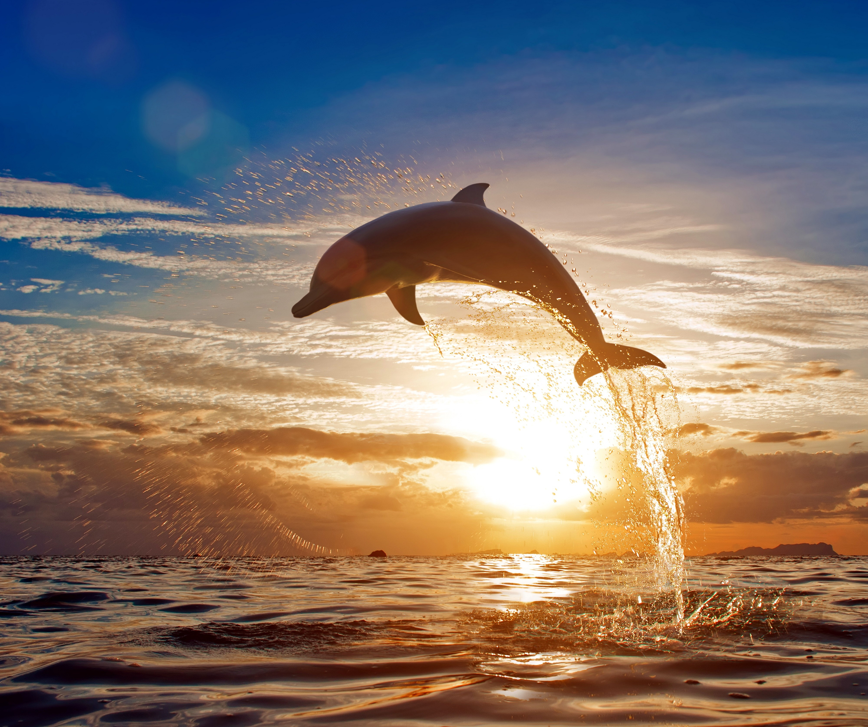 Dolphin Jumping at Sunset HD Wallpaper | Background Image | 3000x2513