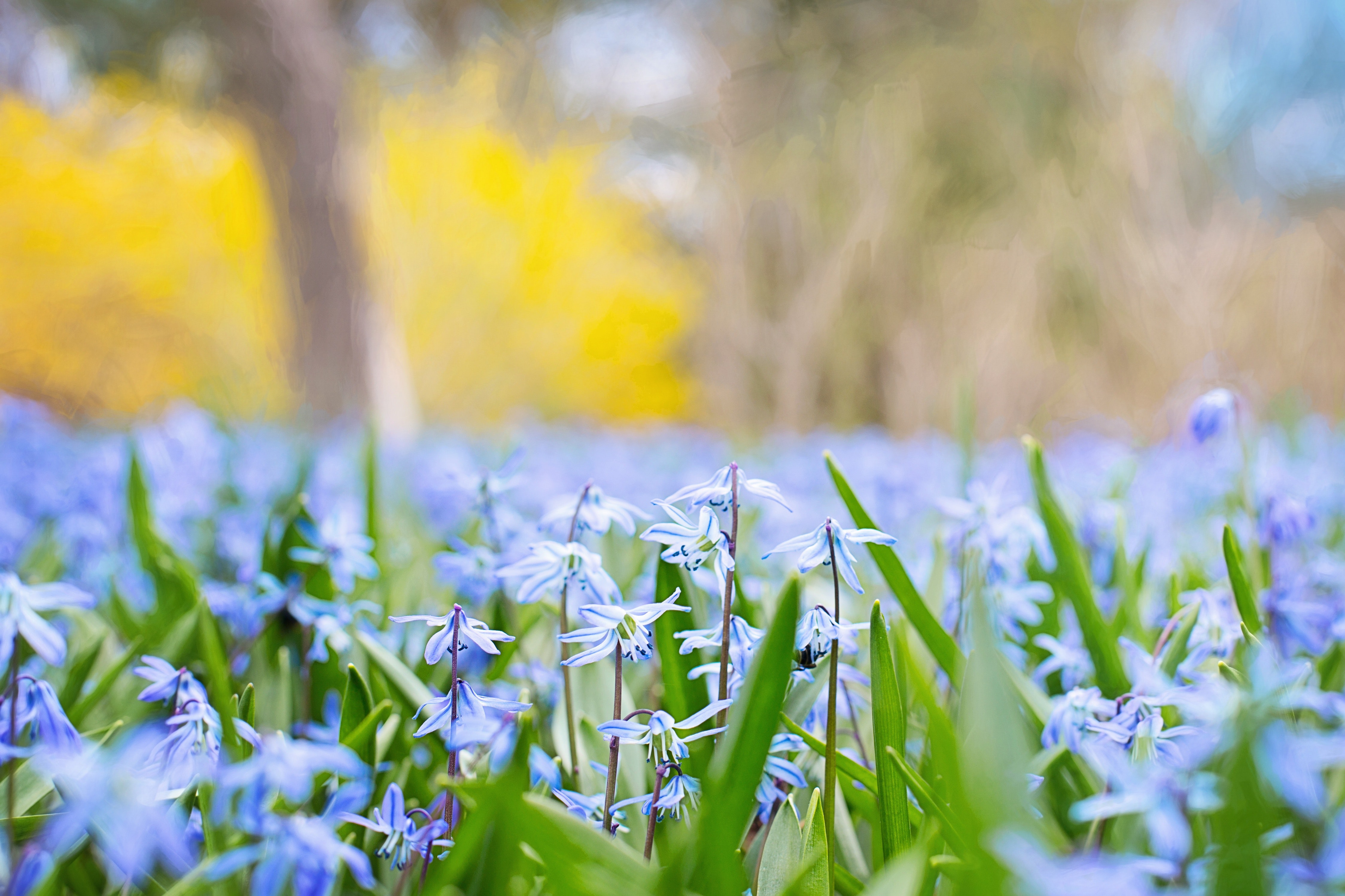 Download Nature Blue Flower Depth Of Field Flower 4k Ultra HD Wallpaper Download Nature Blue Flower Depth Of Field Flower 4k Ultra HD Wallpaper