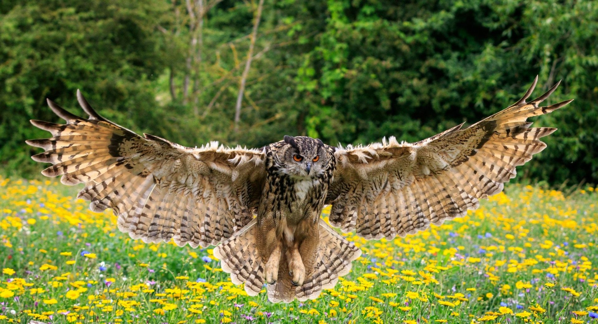 Eagle Owl Spreading Its Wings - HooDoo Wallpaper