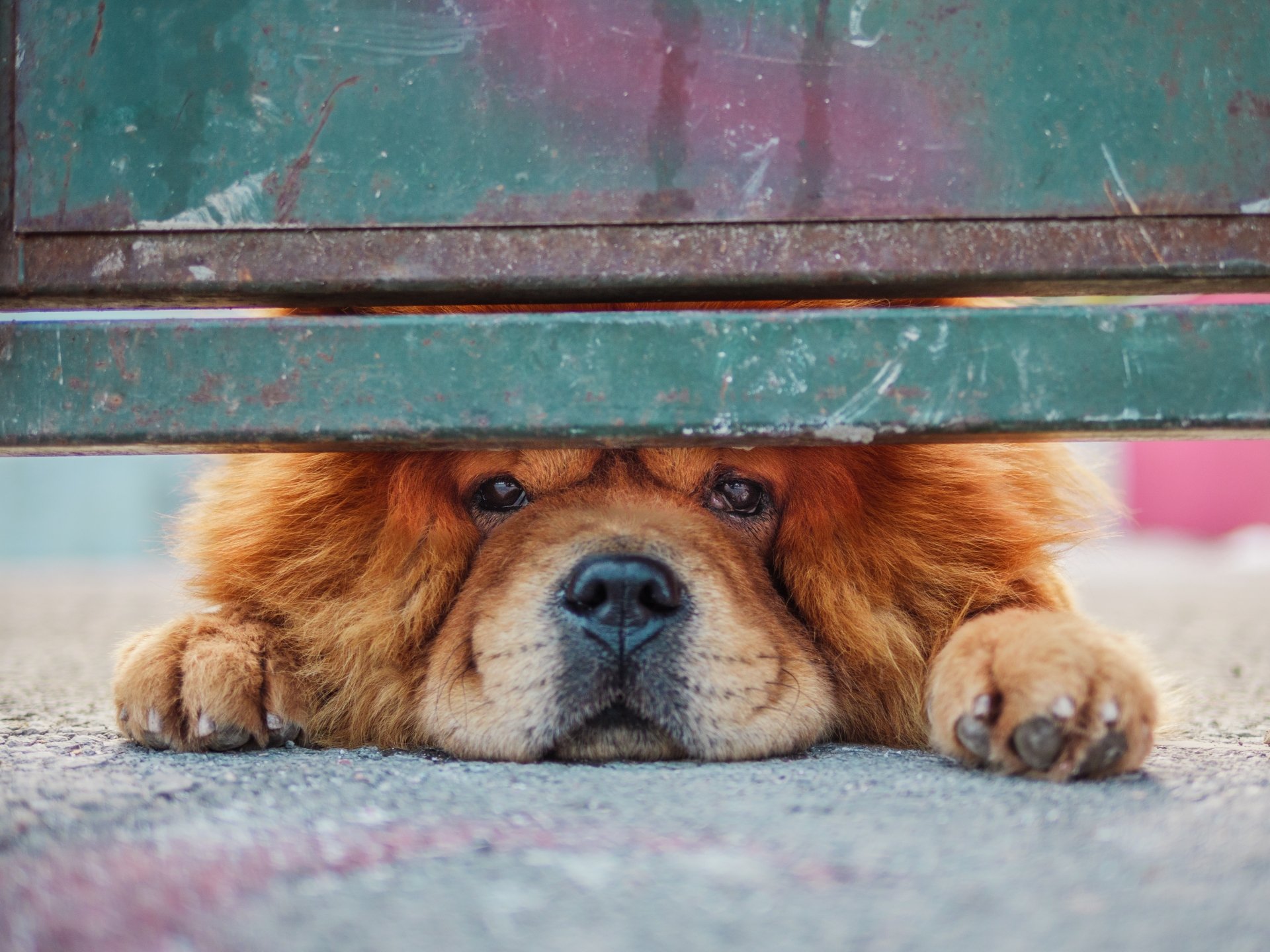 Download Dog Animal Chow Chow 4k Ultra HD Wallpaper