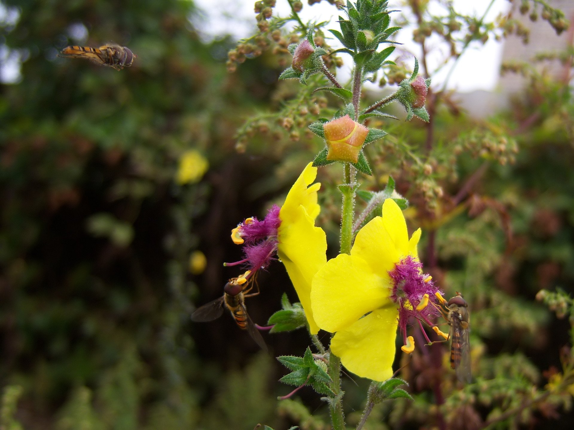Download Animal Hoverfly HD Wallpaper by Meduzanol