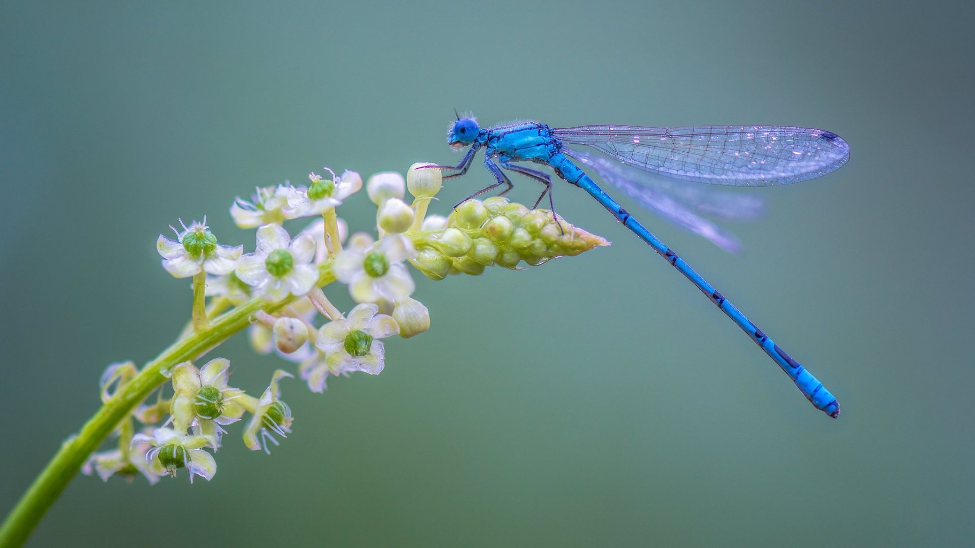 Download Flower Insect Macro Animal Dragonfly  HD Wallpaper