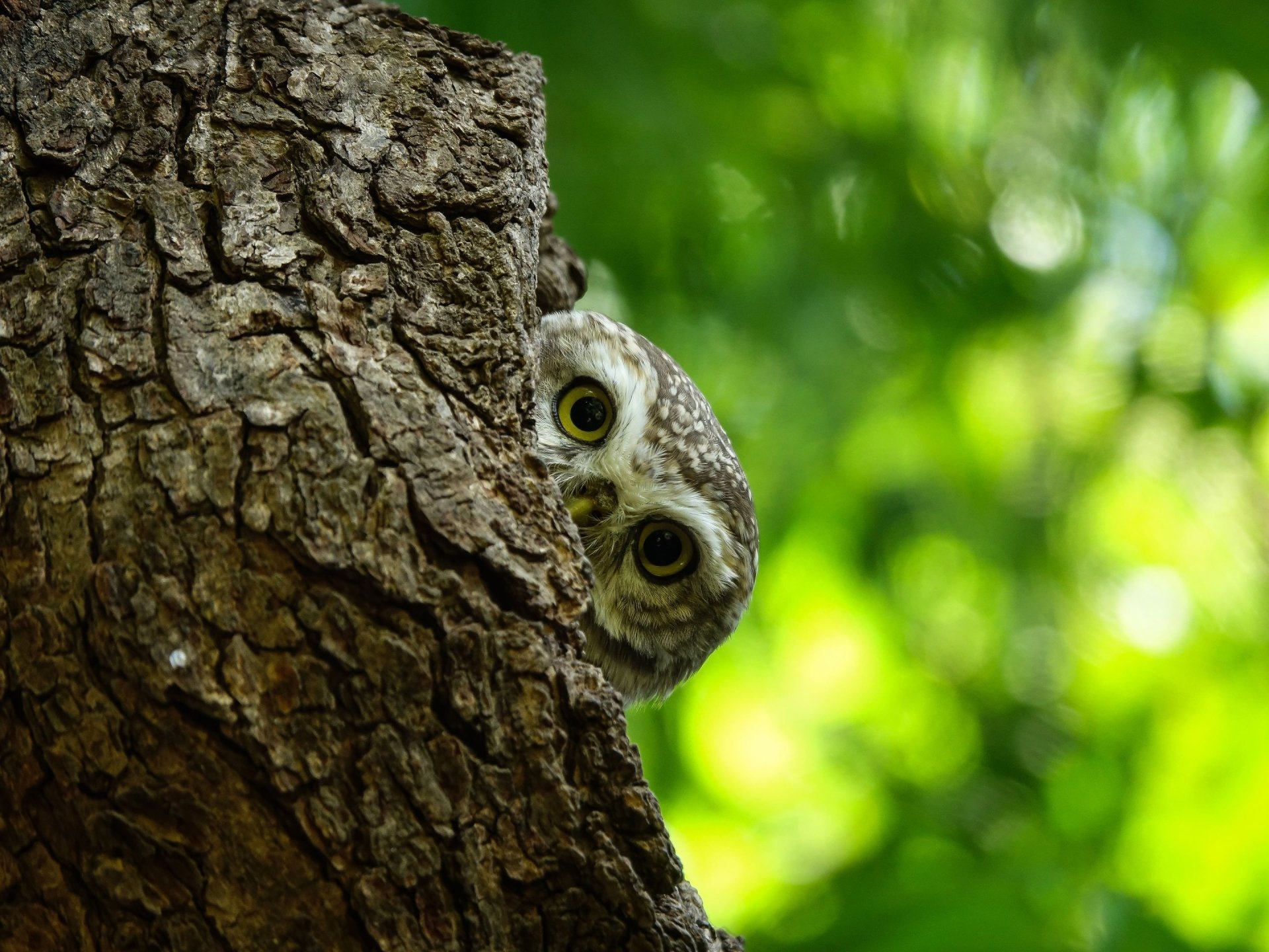 HD desktop wallpaper featuring a close-up of an owl peeking from behind a tree, its intense stare set against a soft green bokeh background.