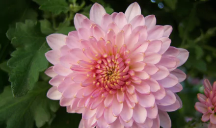nature chrysanthemum HD Desktop Wallpaper | Background Image