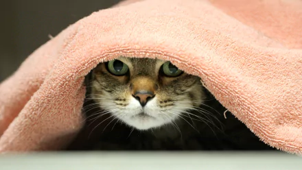 HD wallpaper of a cat staring from under a pink towel, creating an intense and cozy scene.