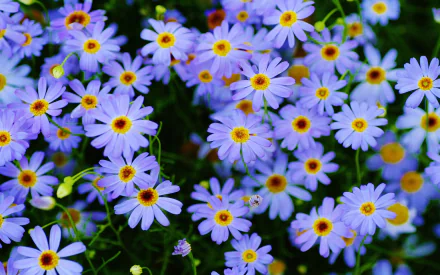 HD desktop wallpaper featuring a vibrant cluster of purple daisy flowers in nature, showcasing detailed petals and yellow centers.