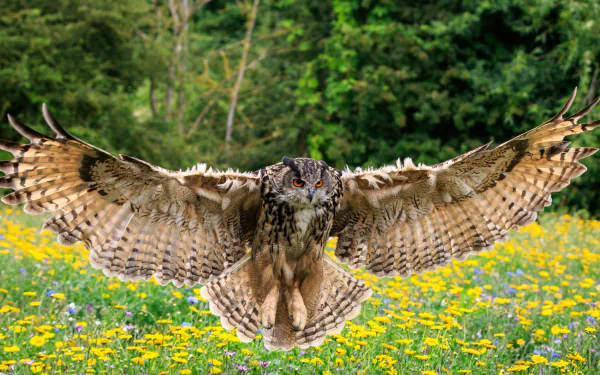  Eagle Owl Spreading It's Wings