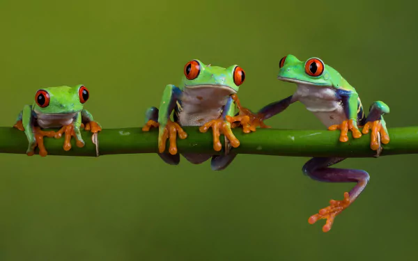 Three vibrant red-eyed tree frogs perched on a green branch against a blurred green background, captured in sharp detail for a 4K Ultra HD PC desktop wallpaper.