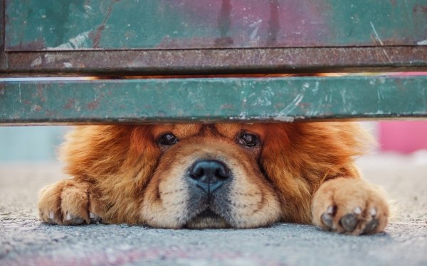 Animal Chow Chow Dogs Dog Pet HD Wallpaper | Background Image