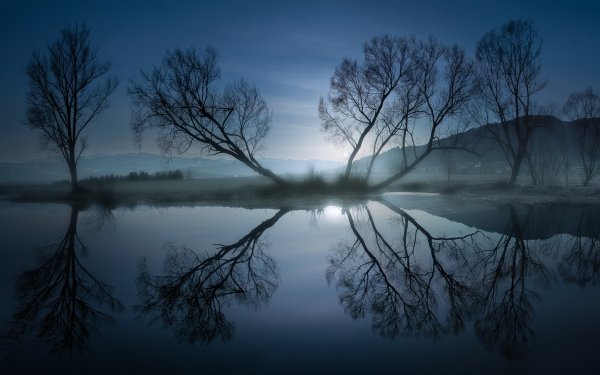 Nature Reflection Tree HD Wallpaper | Background Image