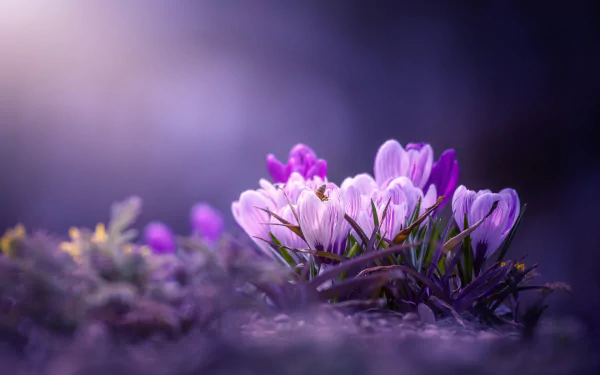 Close-up of delicate purple crocus flowers in nature, captured in high definition with soft lighting, serving as a vibrant PC desktop wallpaper and background.