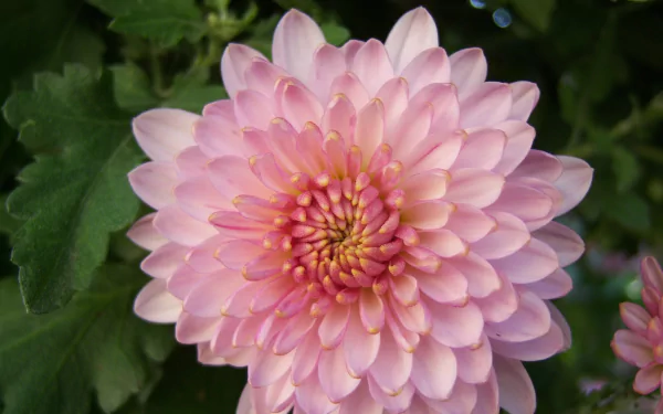 nature chrysanthemum HD Desktop Wallpaper | Background Image