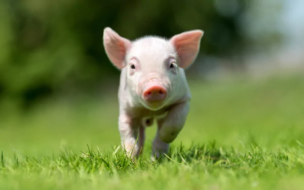 Baby piglet running on grass with shallow depth of field; a bright 2K Quad HD PC desktop wallpaper/background featuring a playful farm animal.