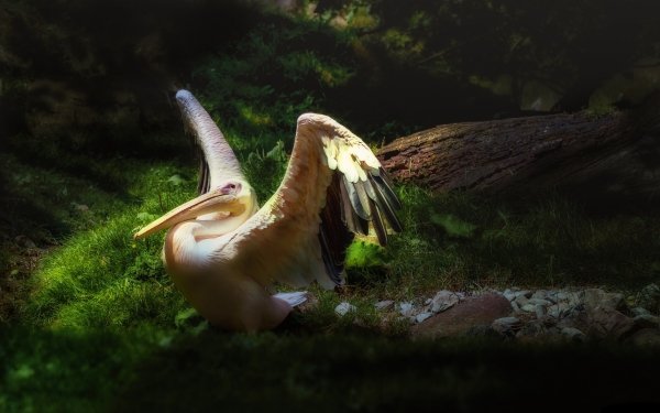 Animal Pelican Birds Pelicans HD Wallpaper | Background Image