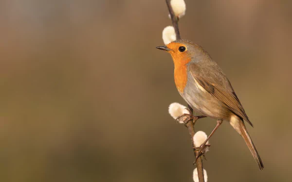 bird Animal robin HD Desktop Wallpaper | Background Image