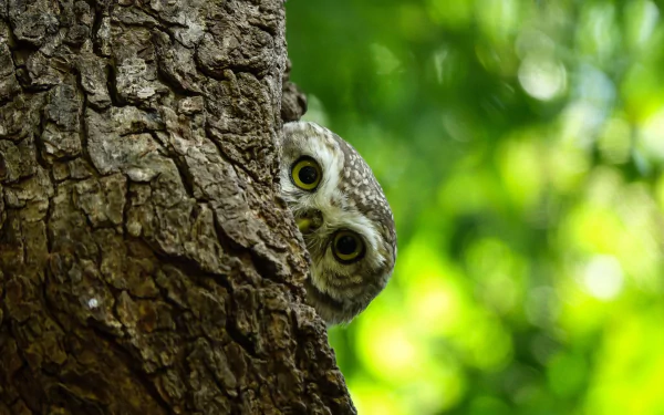 HD desktop wallpaper featuring a close-up of an owl peeking from behind a tree, its intense stare set against a soft green bokeh background.