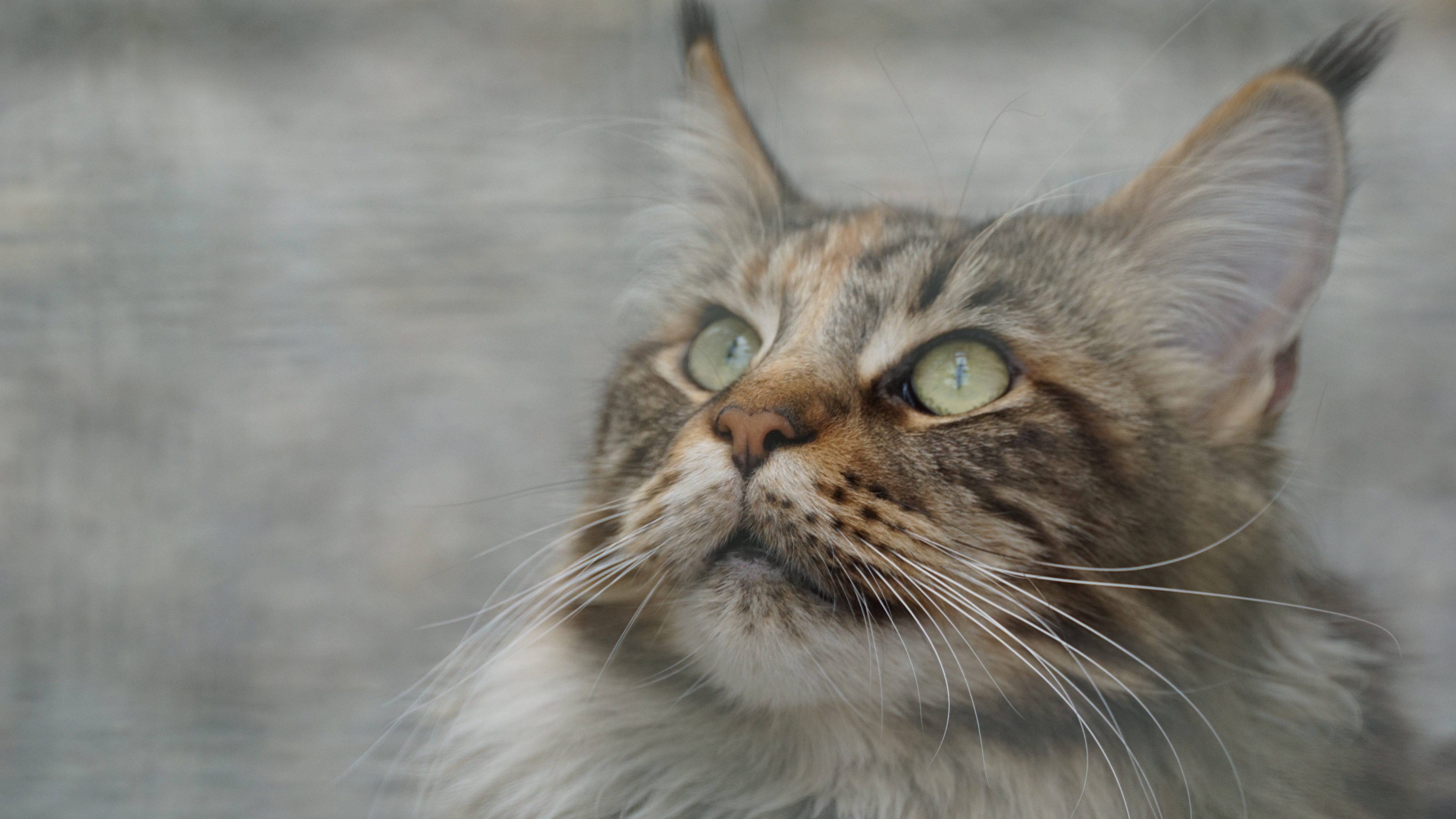 Long-Haired Cat