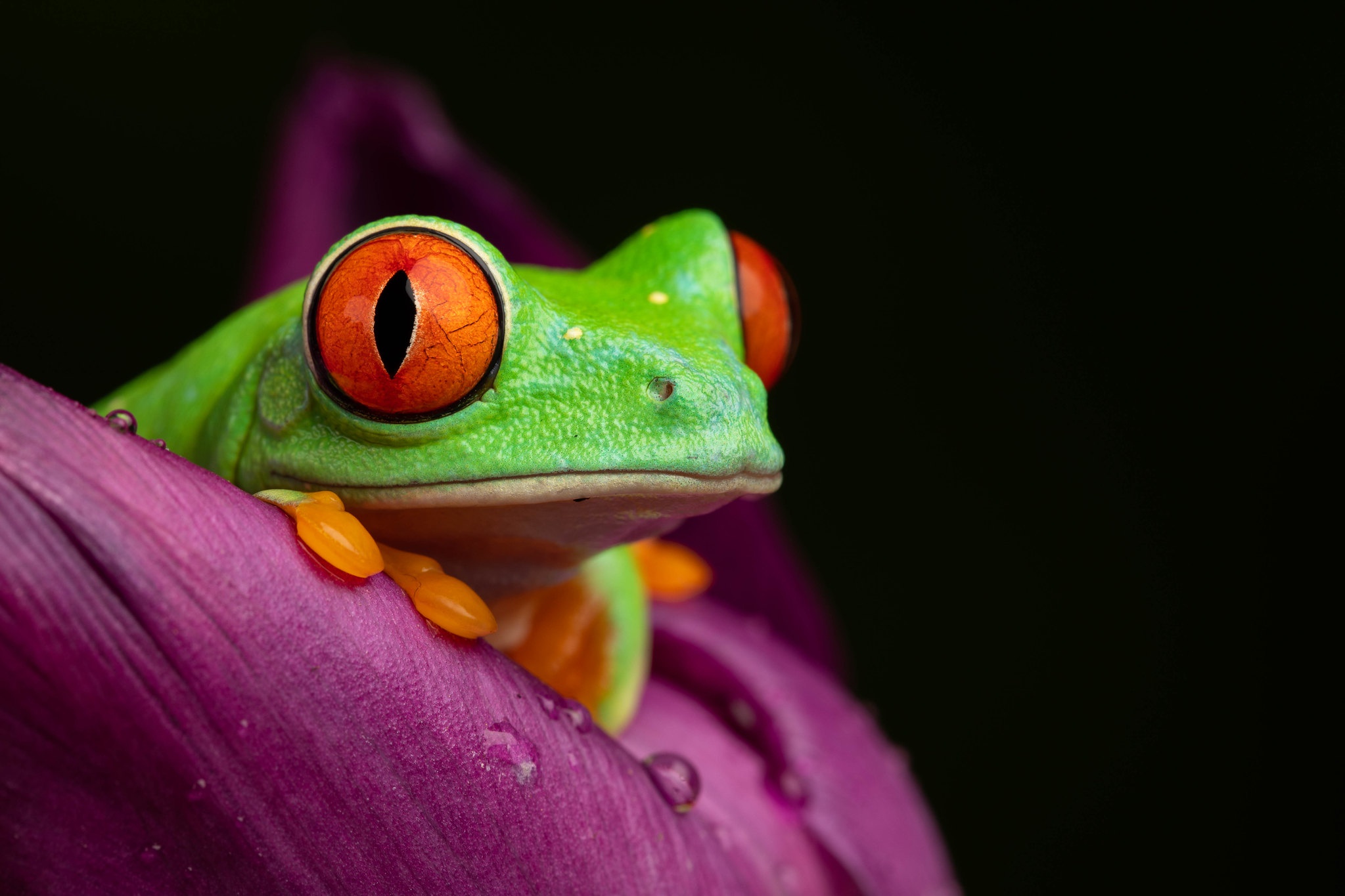 Download Amphibian Frog Macro Red-eyed Tree Frog Animal Red-eyed Tree ...