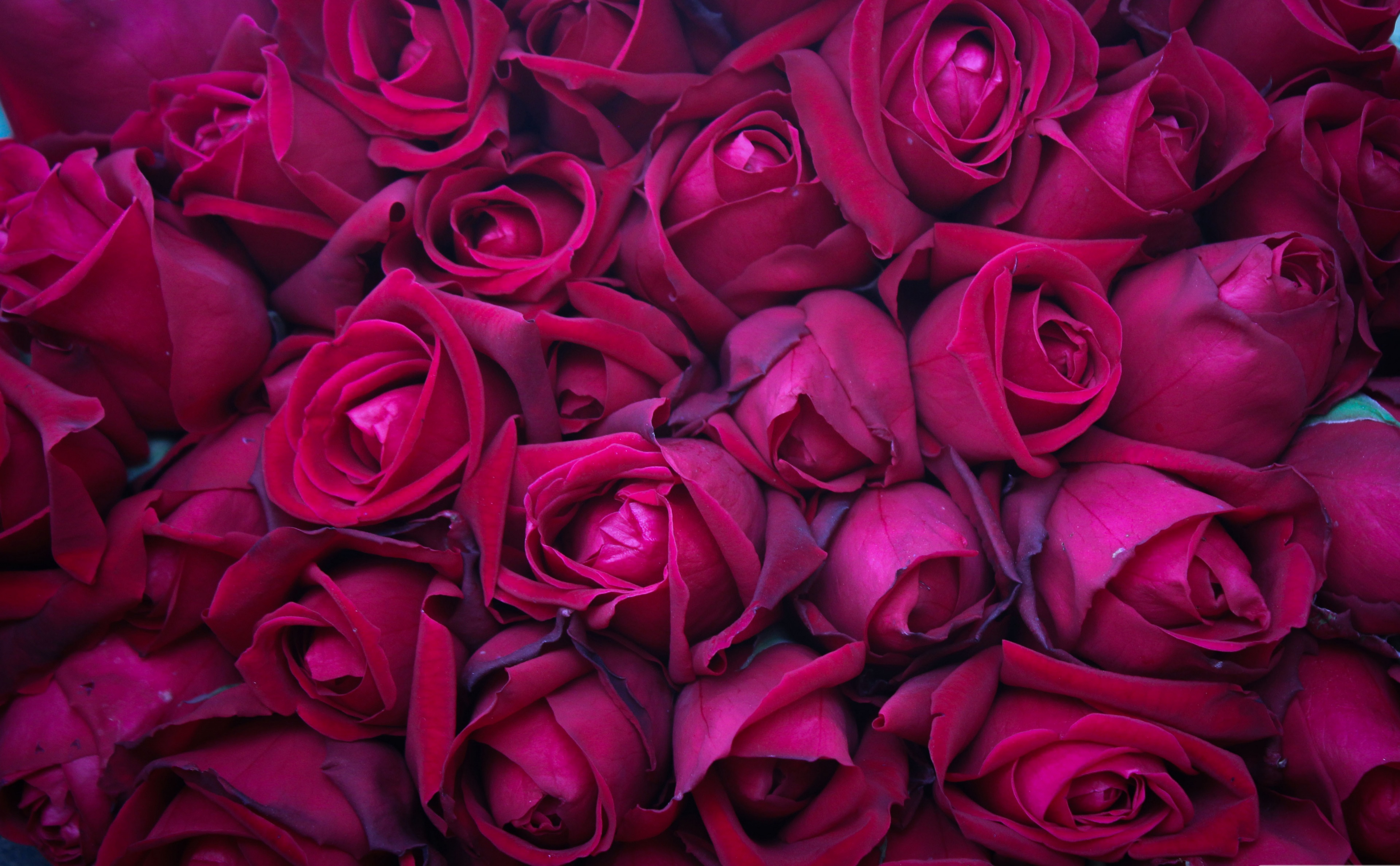 Magenta-Colored Roses