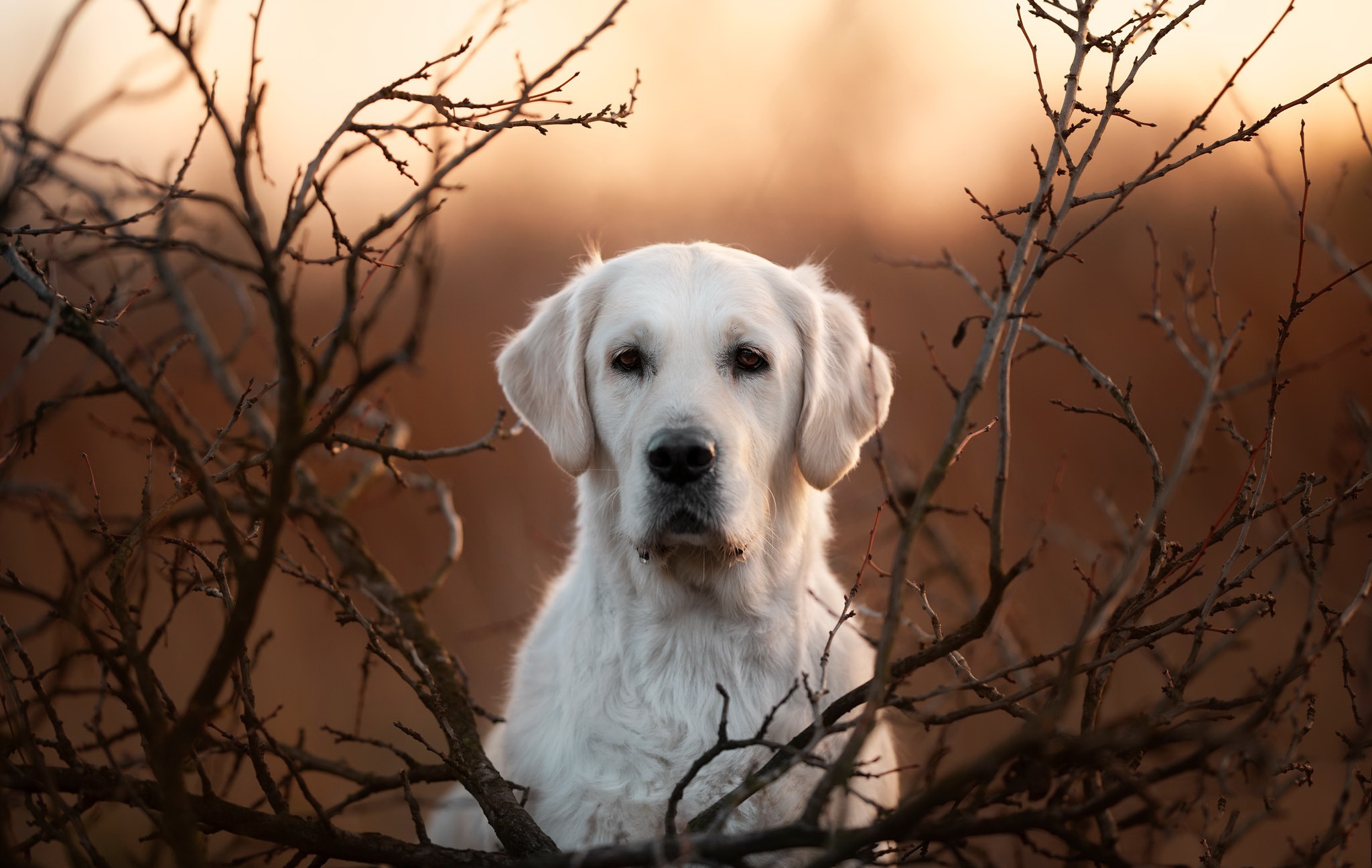 Golden Retriever HD Wallpaper | Background Image | 2048x1296 | ID