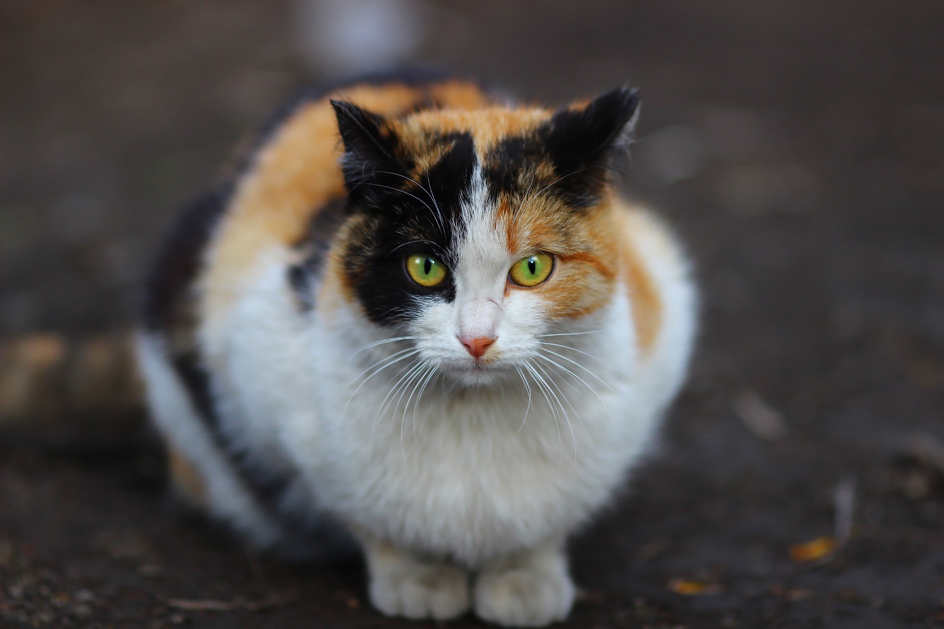 Трехцветный котенок. Трёхцветная кошка. Трехцветная уличная кошка. Кошка трехцветная морда. Трёхцветные кошки с зелёными глазами.