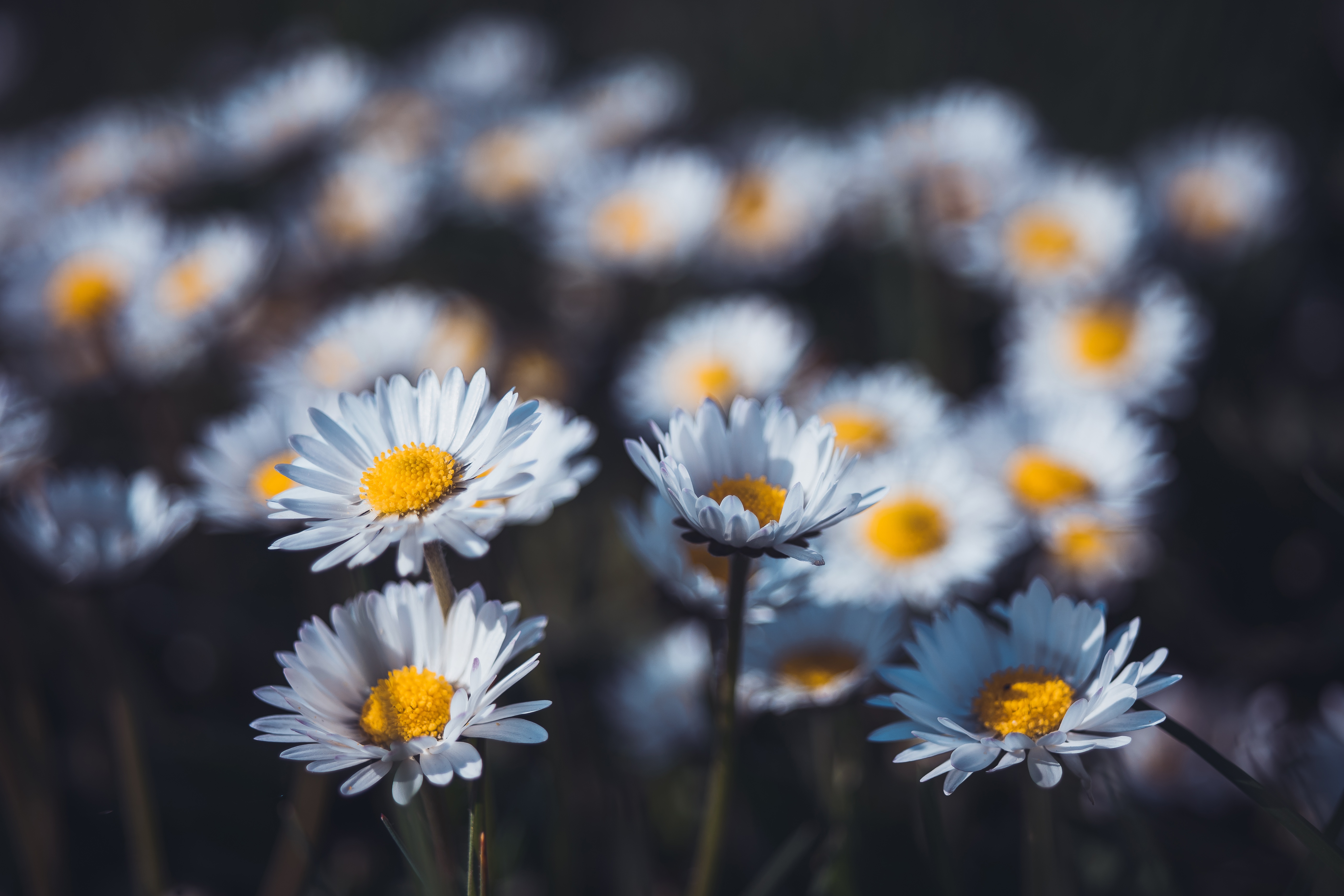 Download White Flower Flower Nature Daisy 4k Ultra HD Wallpaper