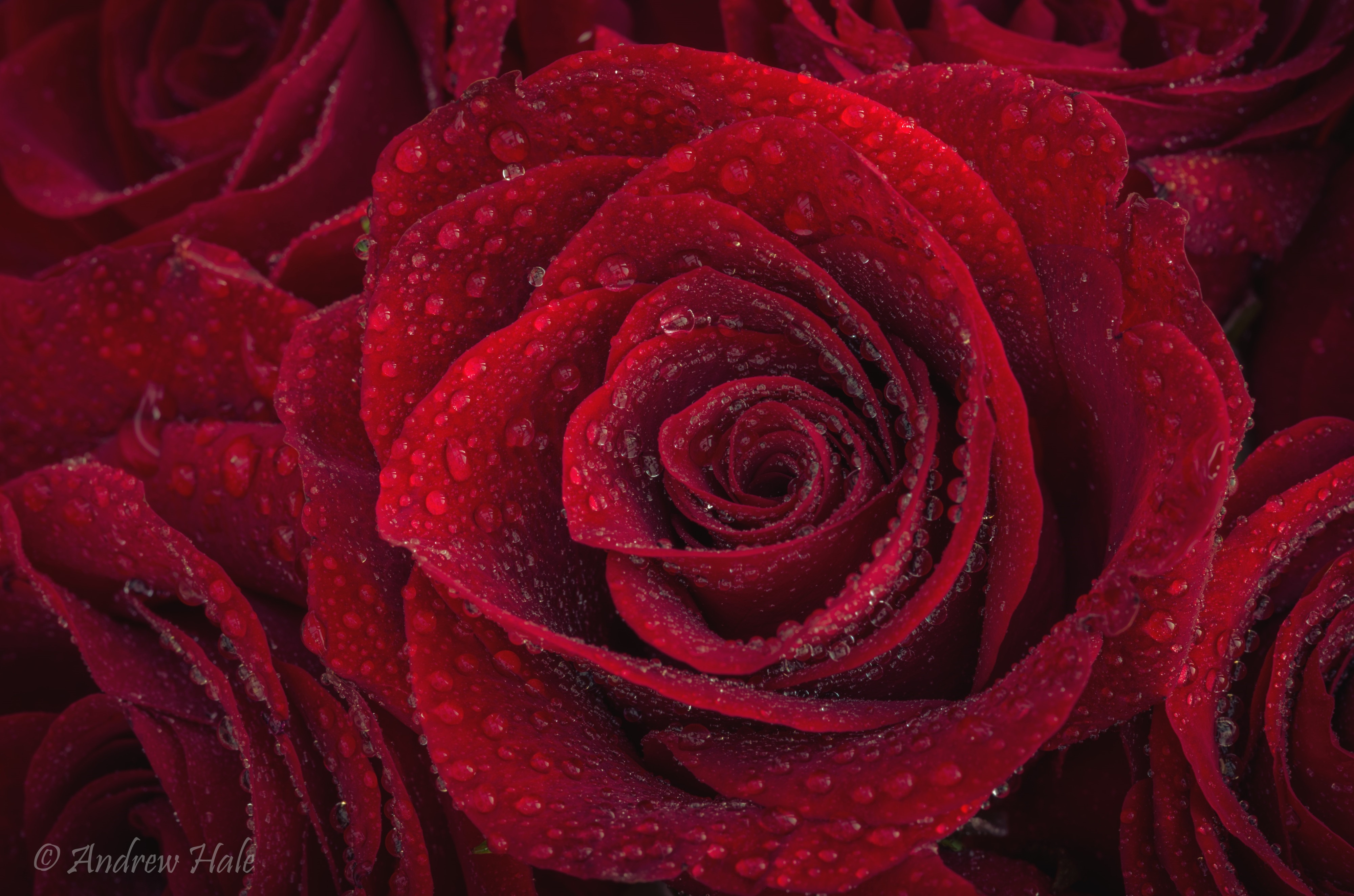 Rose 4k Ultra Hd Wallpaper