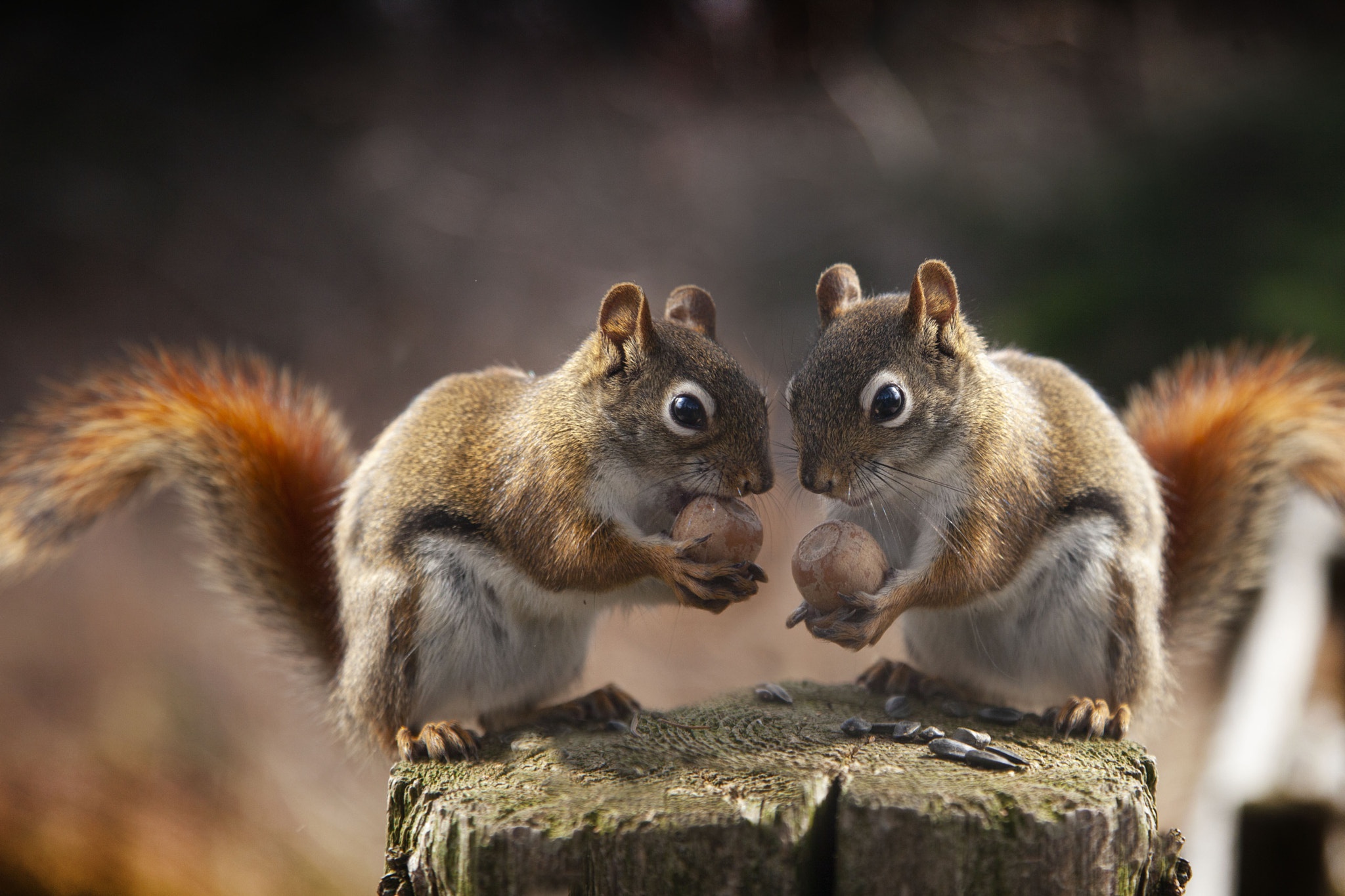 Squirrel HD Wallpaper by Andre Villeneuve
