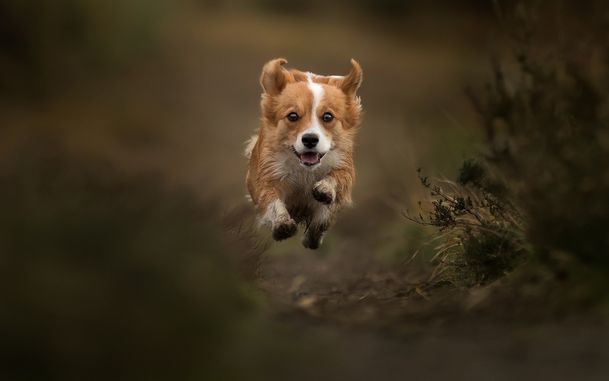 Animal Corgi HD Wallpaper