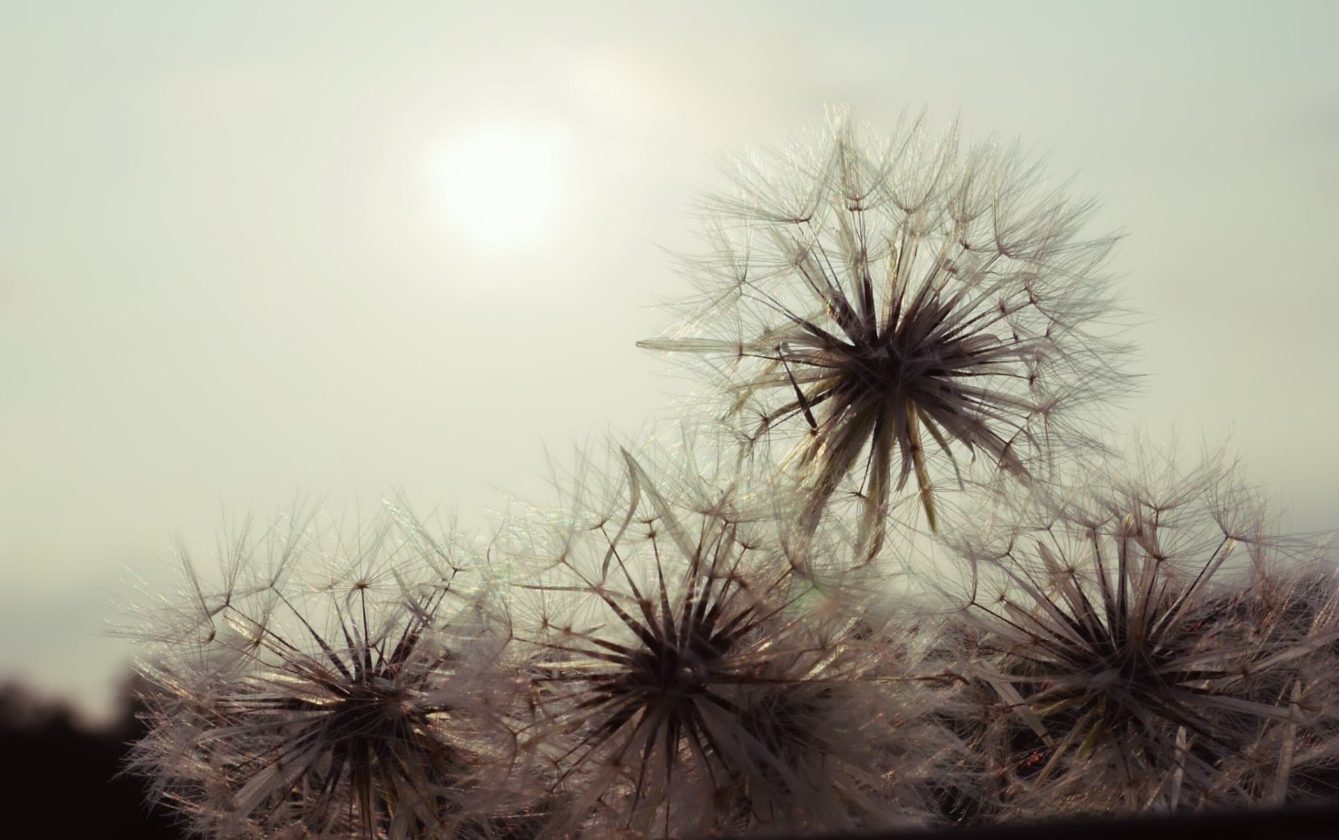 Dandelion HD Wallpaper