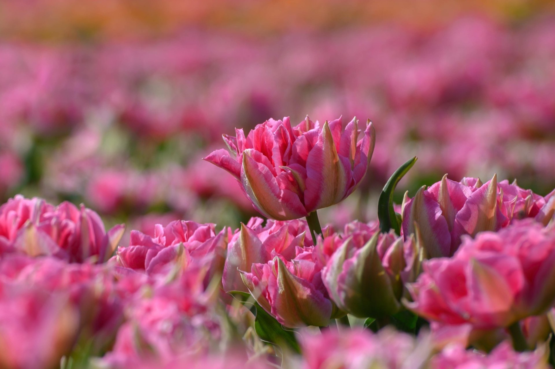 Download Pink Flower Macro Nature Flower Tulip HD Wallpaper