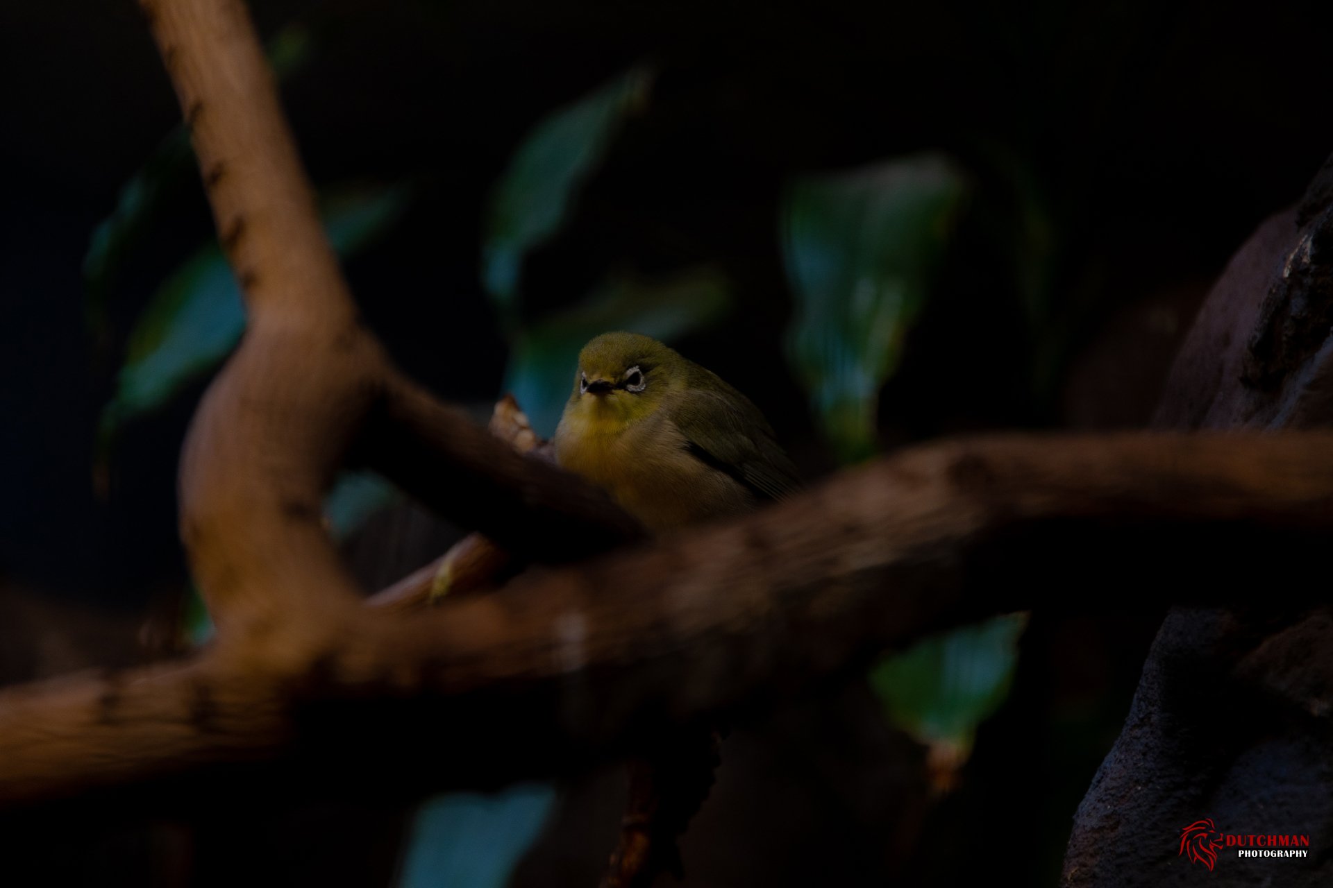 Download Nature Branch Animal White-eye 4k Ultra HD Wallpaper by CrashingDutchman