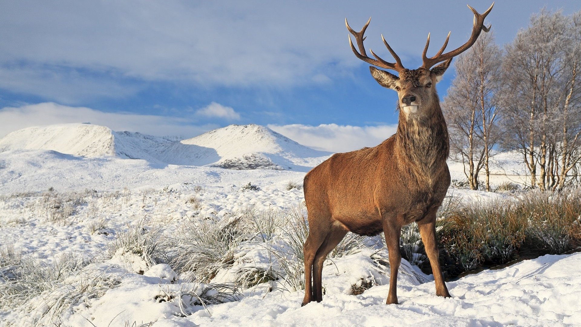 Red Buck HD Wallpaper | Background Image | 1920x1080 | ID:1012546