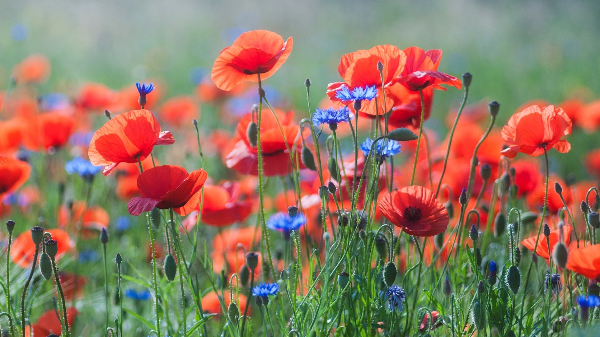 Close-up HD desktop wallpaper of vibrant red poppies and blue wildflowers blooming in a sunlit summer field.