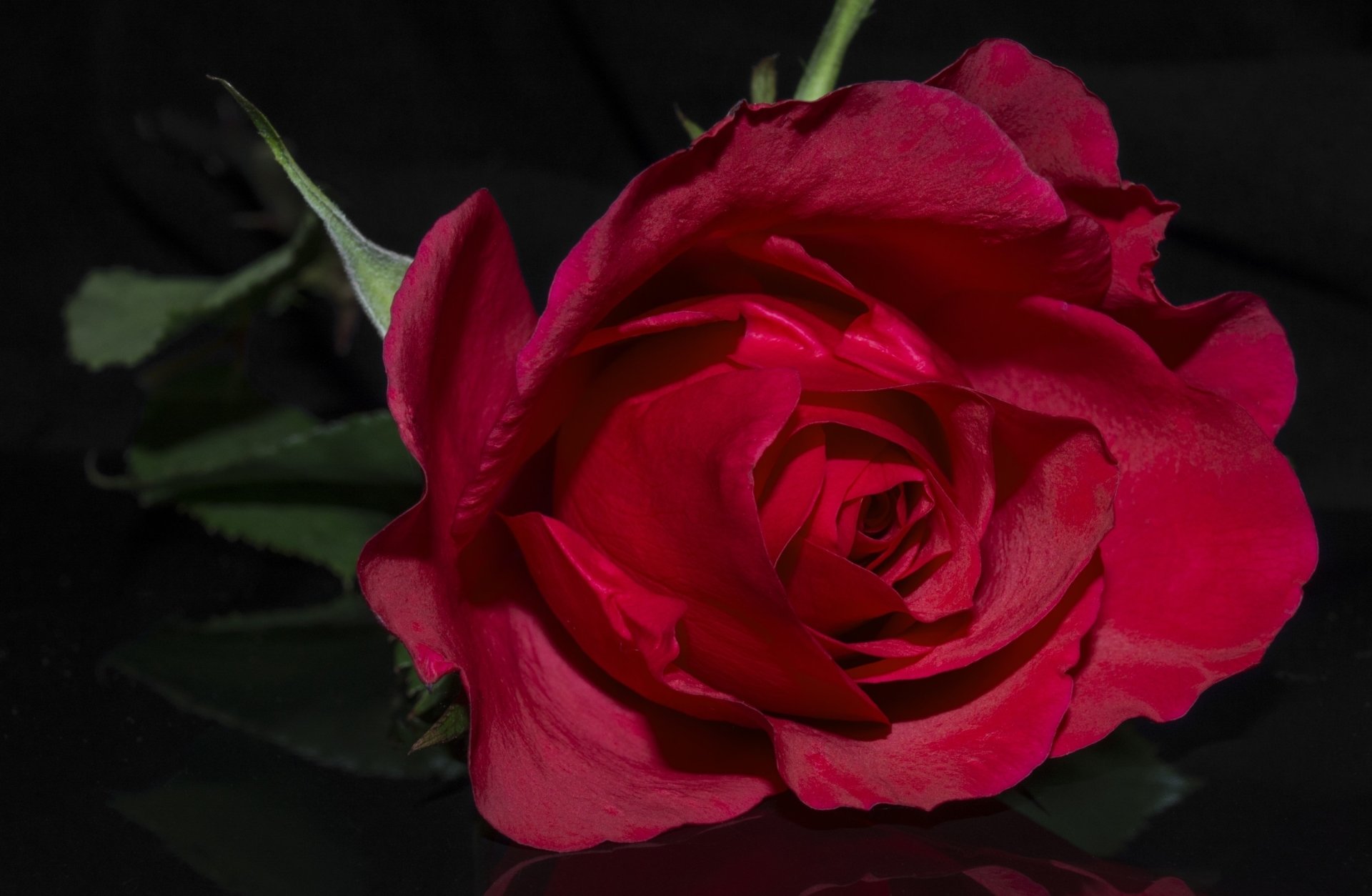Rose Fond d'écran HD | Arrière-Plan | 3000x1960 | ID ...