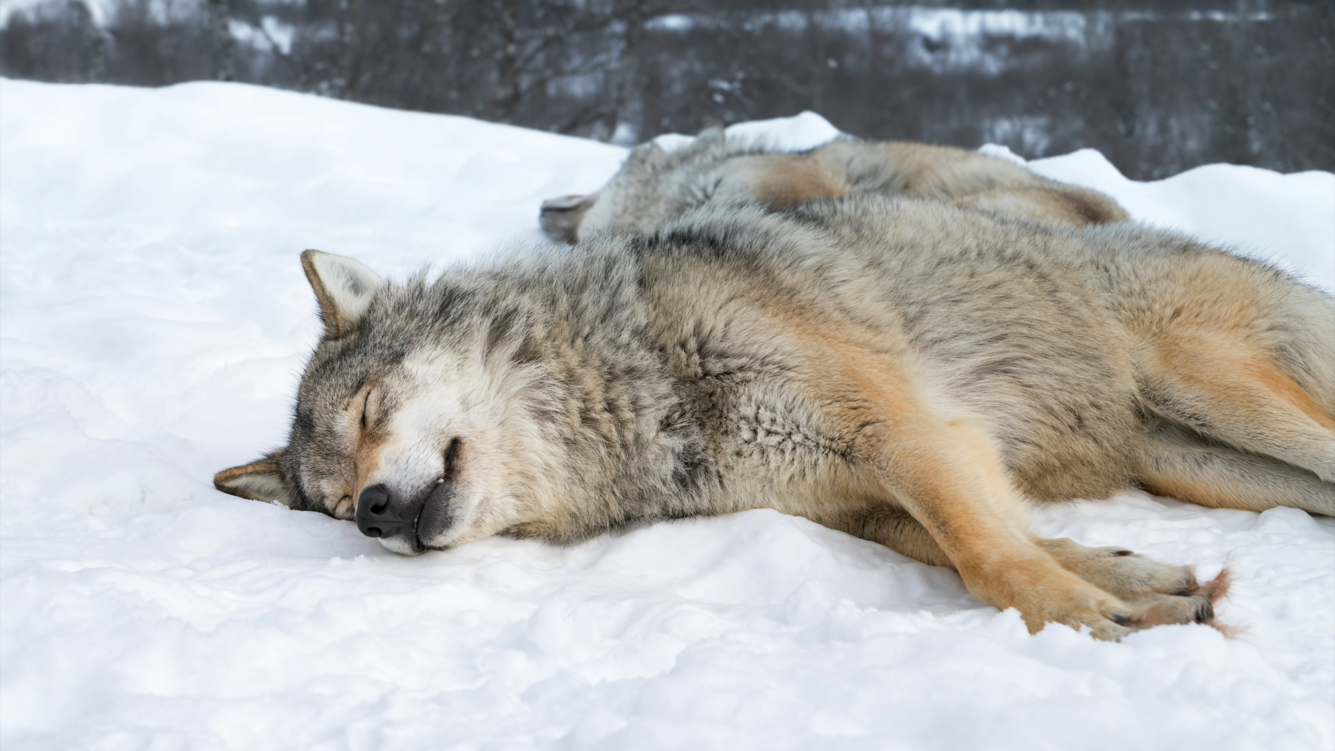 4K Ultra HD PC desktop wallpaper of a wolf (animal) sleeping on snow, showing detailed fur, relaxed pose, and a tranquil winter scene.