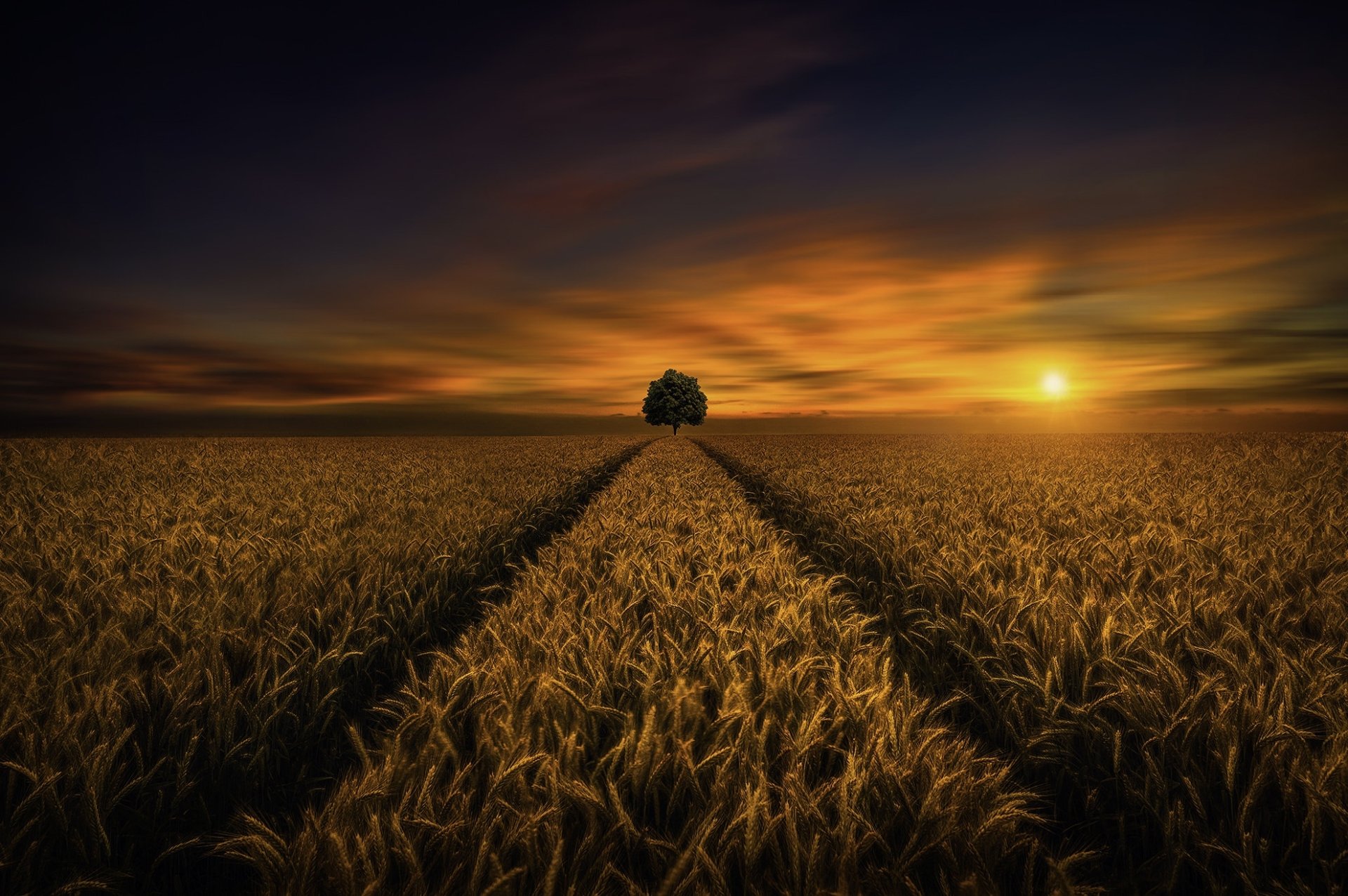 Wheat HD Wallpaper | Background Image | 1980x1316 | ID:1014700