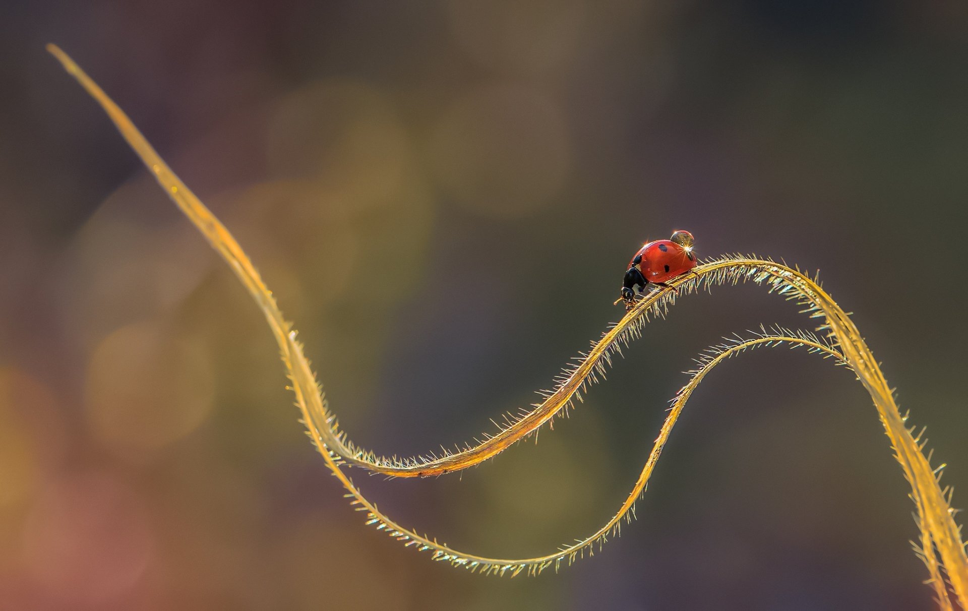 Ladybug HD Wallpaper