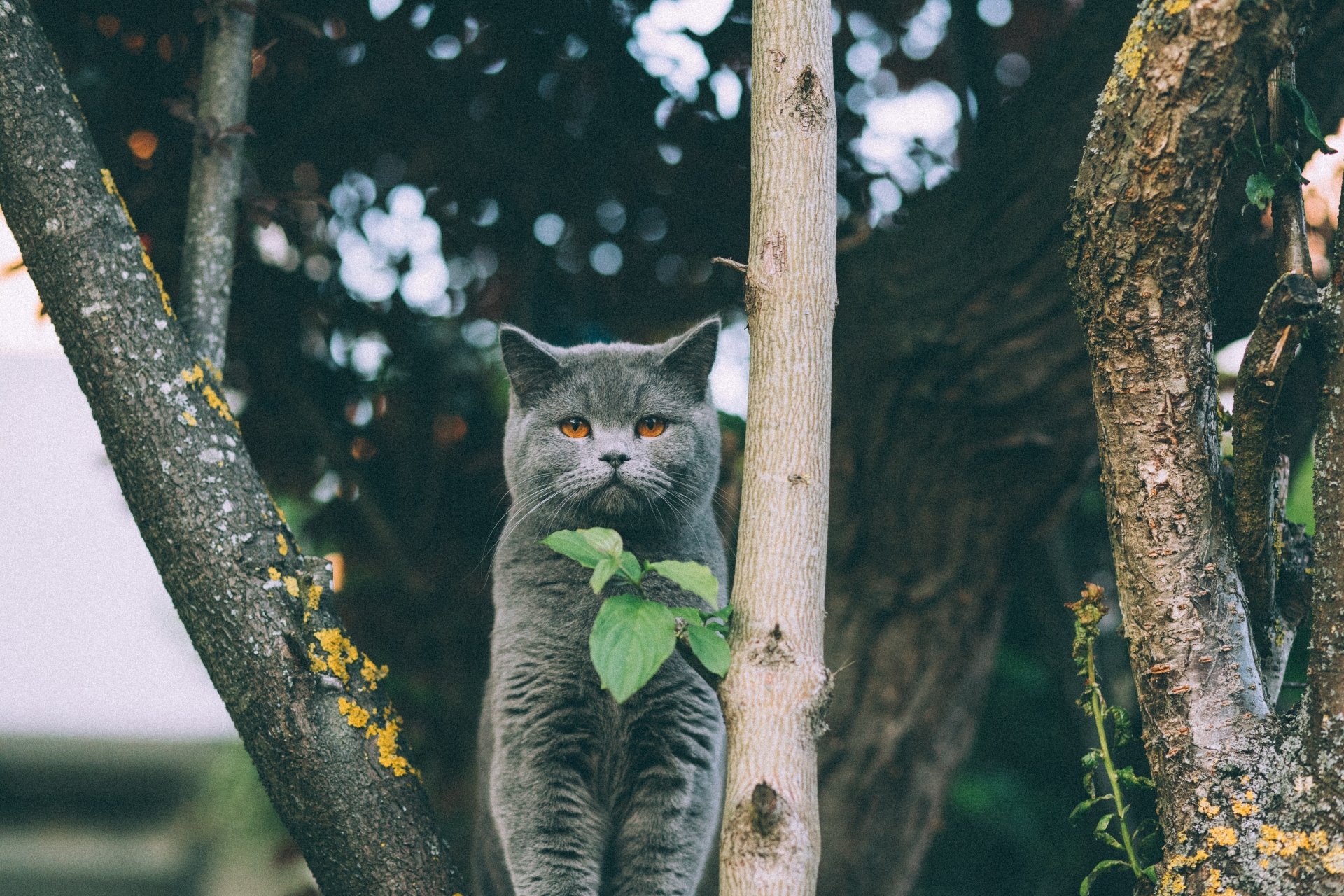 Download Animal Cat 4k Ultra HD Wallpaper | 6720x4480 | Wallpaper Abyss