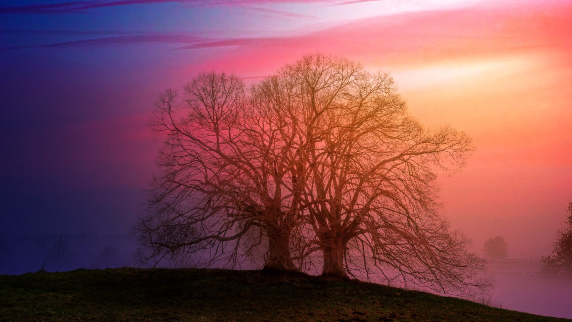 Download Nature Tree Sky Sunset HD Wallpaper | 2000x1125 | Wallpaper Abyss