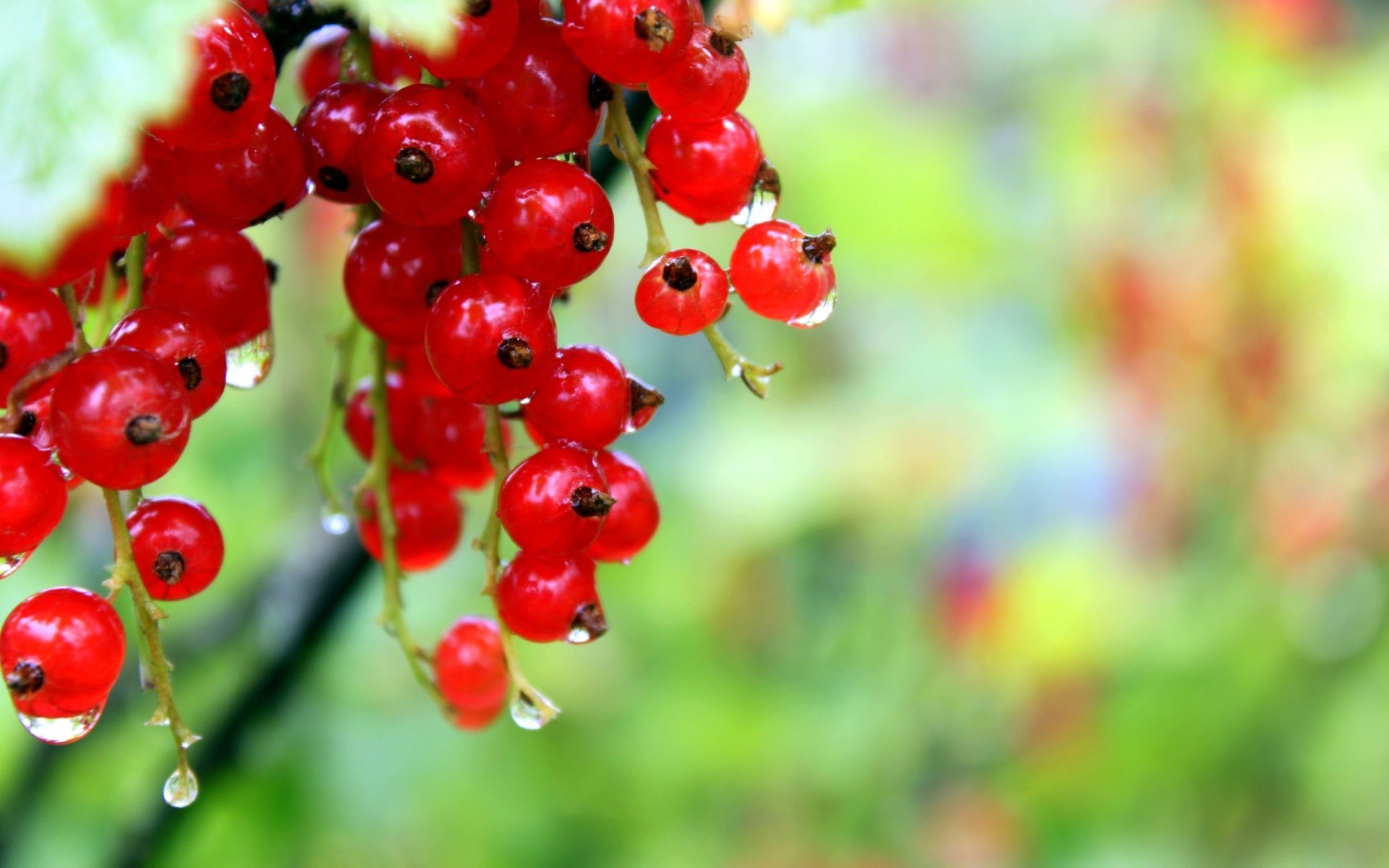 Close-up HD image of vibrant red currant berries with water droplets, featuring a shallow depth of field for a vivid and fresh fruit desktop wallpaper background.