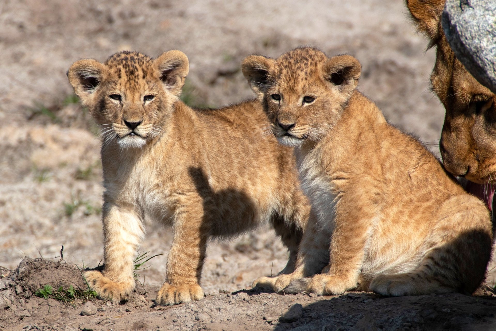Two lion cubs, baby animals, stand and sit on dry ground in this HD desktop wallpaper featuring wildlife close-up.